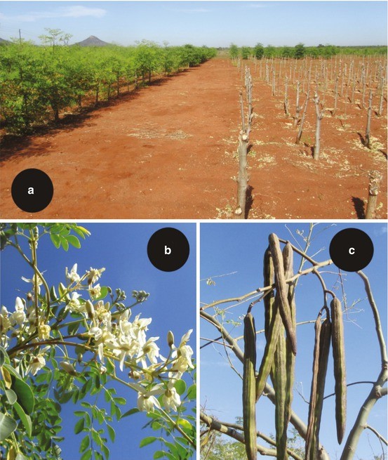 Antioxidant Potential of African Medicinal Plants