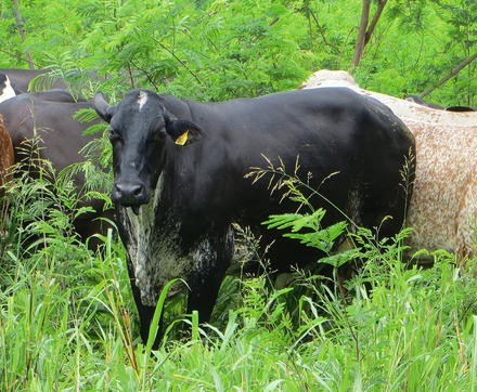 Intensive Silvopastoral Systems Economics And Contribution To Climate Change Mitigation And Public Policies Springerlink