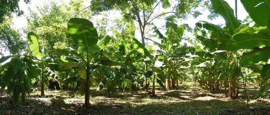 The Contribution Of Agroforestry To Sustainable Development Goal 2 End Hunger Achieve Food Security And Improved Nutrition And Promote Sustainable Agriculture Springerlink