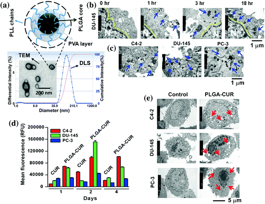 Anti Proliferative Activity Of Curcumin Loaded Plga Nanoparticles For Prostate Cancer Springerlink