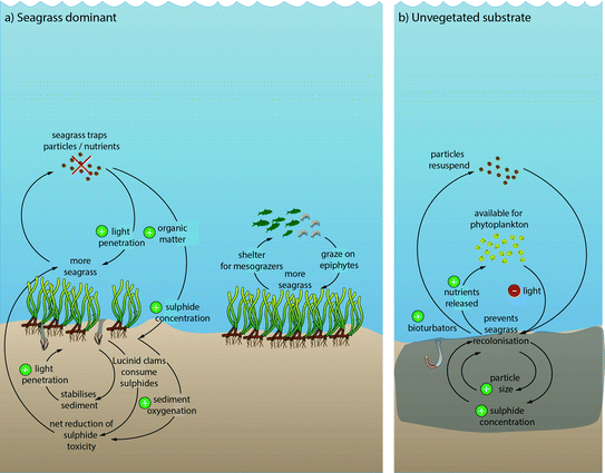 Seagrass Dynamics And Resilience Springerlink Seagrass Dynamics And Resilience Springerlink
