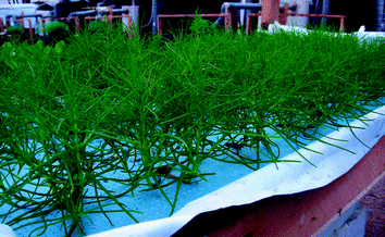 aquaponics production practices and