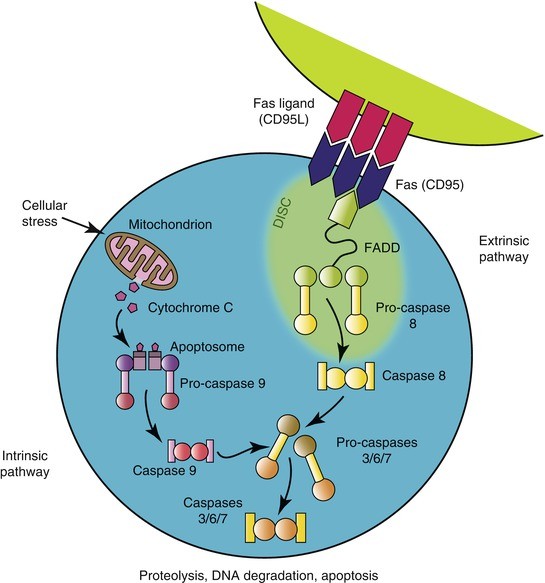 evans syndrome