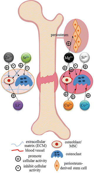 Bone Grafts And Bone Substitutes For Bone Defect Management Springerlink
