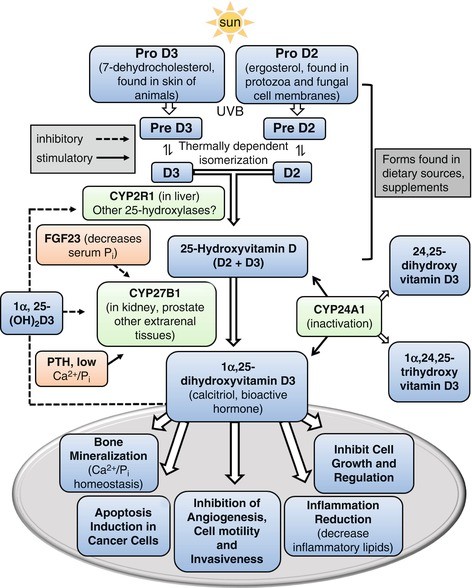 Vitamin D Hormone Action In The Endocrine Tissue