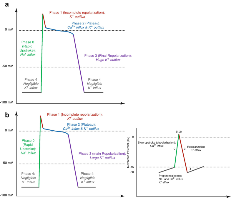 Cymbalta 30 mg vs 60 mg Cymbalta 30 mg vs 60 mg