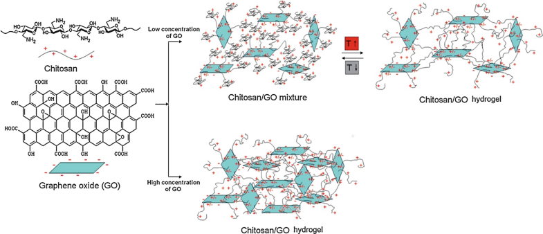 Chitosan-Based Hydrogels: Preparation, Properties, and Applications ...