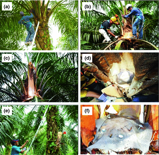 Oil Palm Elaeis Guineensis Jacq Somatic Embryogenesis Springerlink