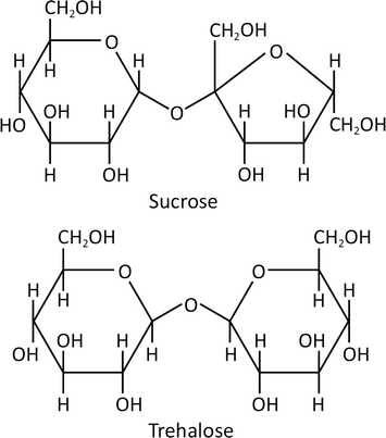 Sucrose And Trehalose In Therapeutic Protein Formulations Springerlink