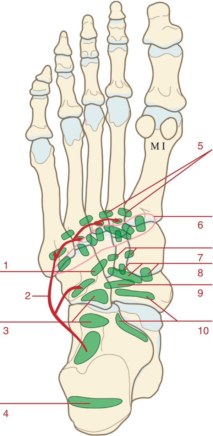Anatomy Springerlink