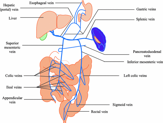 Structural And Functional Organization Of The Gastrointestinal Tract Springerlink
