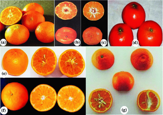 EUREKA Lemon Tree Seeds 10//20 FRESH Seeds 2 Week Harvesting w//Instructions