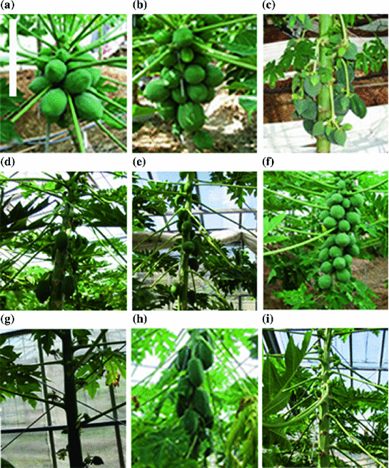 genetic improvement of papaya carica papaya l springerlink genetic improvement of papaya carica papaya l springerlink
