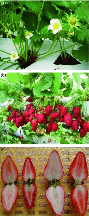 Genetic Improvement Of Strawberry Fragaria Ananassa Duchesne Springerlink