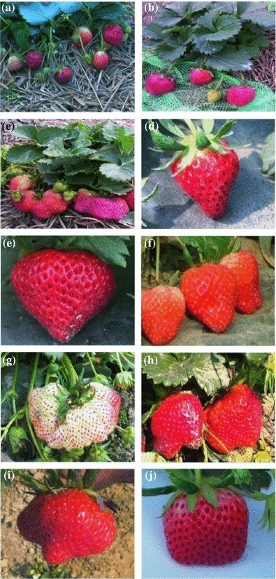 Genetic Improvement Of Strawberry Fragaria Ananassa Duchesne Springerlink