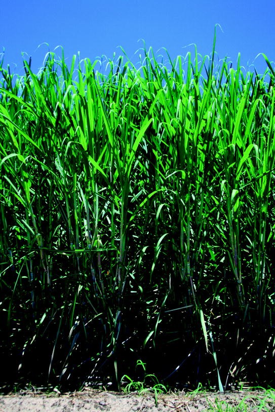 Biomass And Bioenergy Springerlink