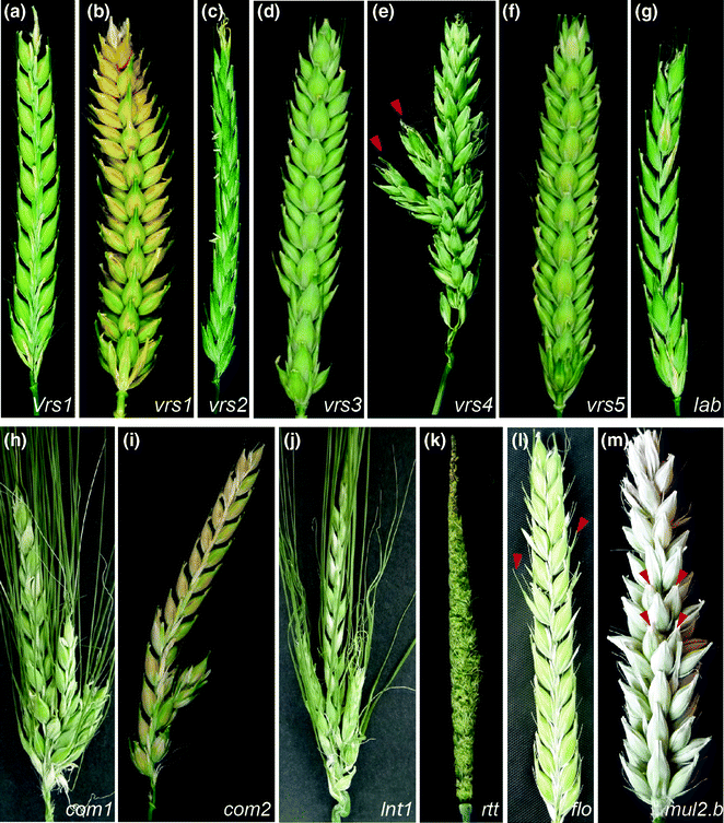 Barley Inflorescence Architecture | SpringerLink