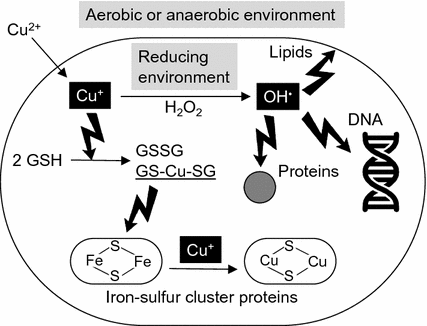 Copper Toxicity Springerlink