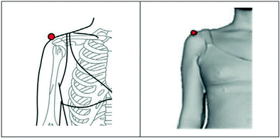The Definition And Generation Of Body Measurements Iso 8559