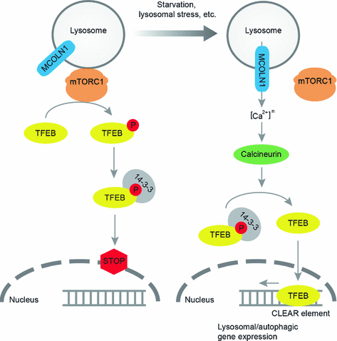 The Lysosome And Intracellular Signalling Springerlink