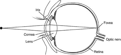 Phrenology Highlighted The Presumed Functions Of Phrenology Highlighted The Presumed Functions Of