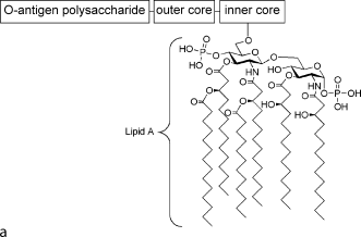 Bacterial Cell Wall Components | SpringerLink
