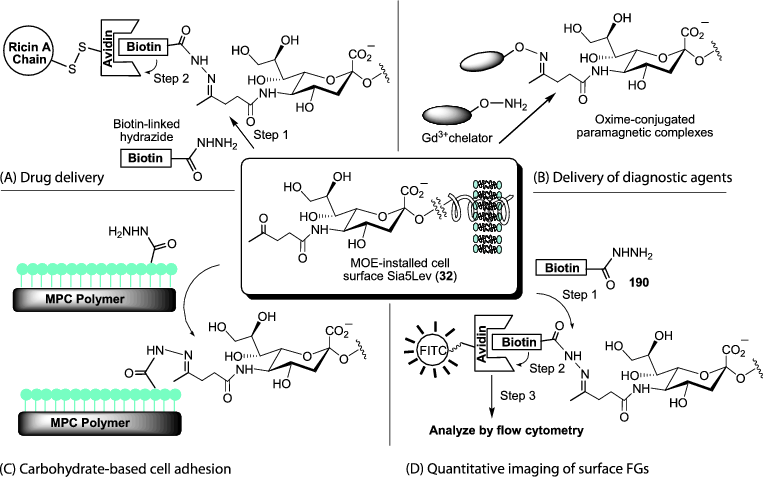 Non Natural Sugar Analogues Chemical Probes For Metabolic