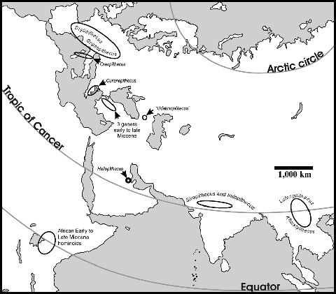 4 Fossil Record Of Miocene Hominoids Springerlink