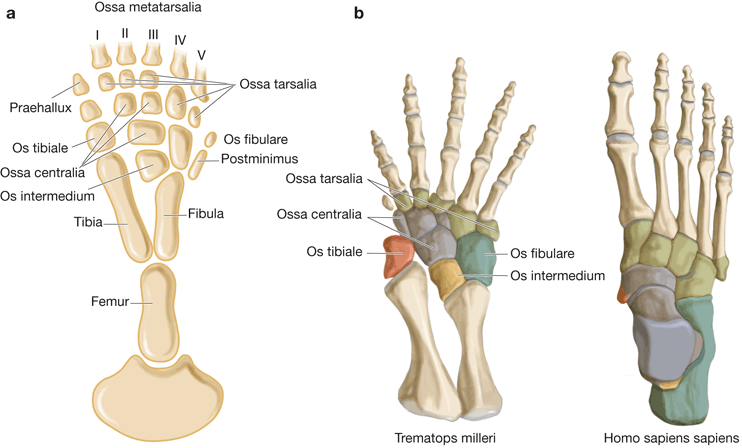 Sehnenscheide entzündet handgelenk gips
