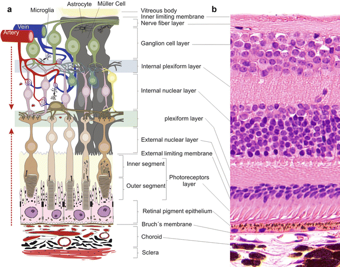 Anatomy Springerlink