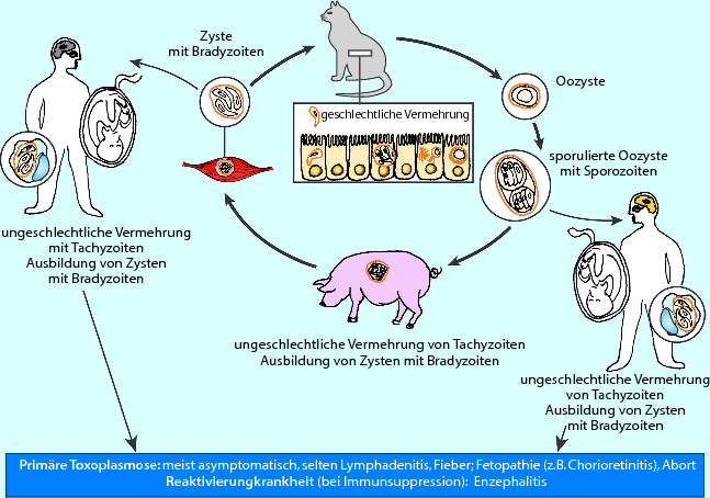Toxoplasmose Springerlink