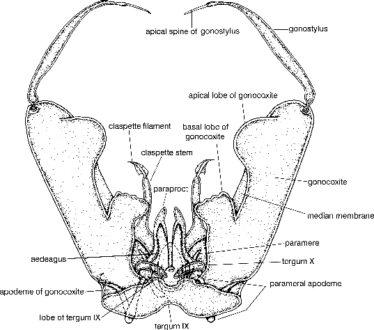 Morphology of Mosquitoes | SpringerLink