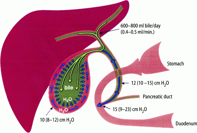 Liver and Spleen Function SpringerLink