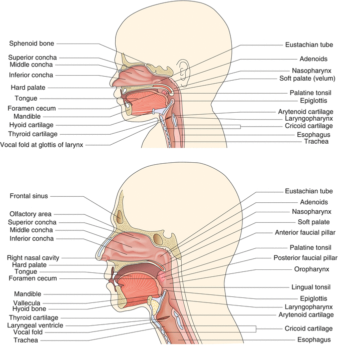 The Respiratory System | SpringerLink The Respiratory System | SpringerLink