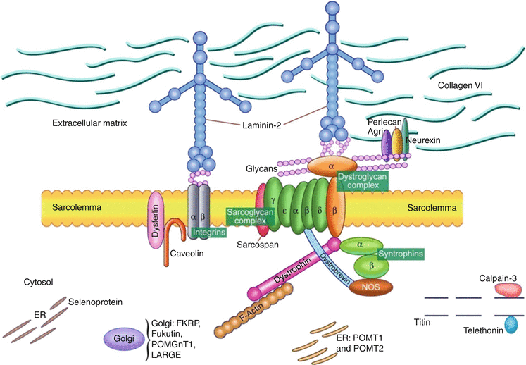 Hereditary And Acquired Myopathies Springerlink - 