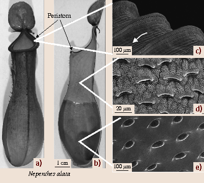 Multifunctional Plant Surfaces And Smart Materials Springerlink
