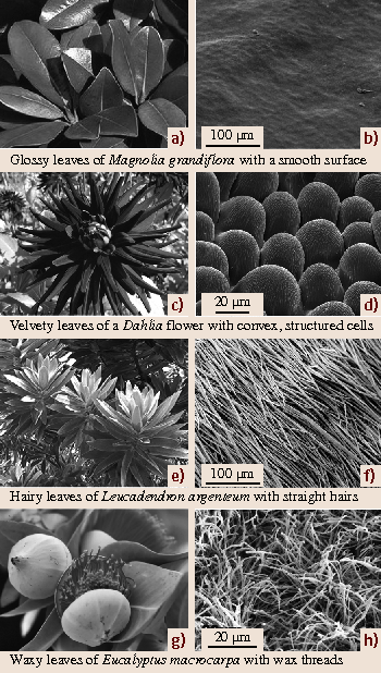 Multifunctional Plant Surfaces And Smart Materials Springerlink