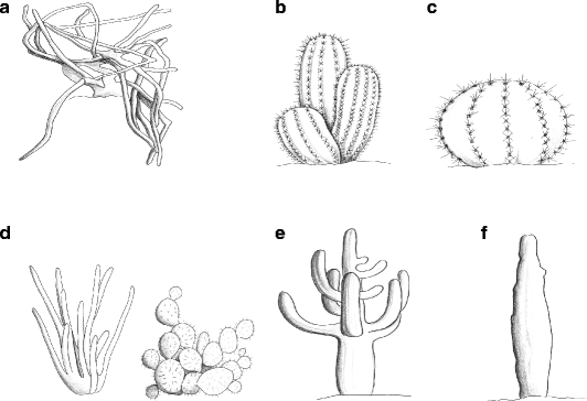 Reproductive Biology Of Cactaceae Springerlink