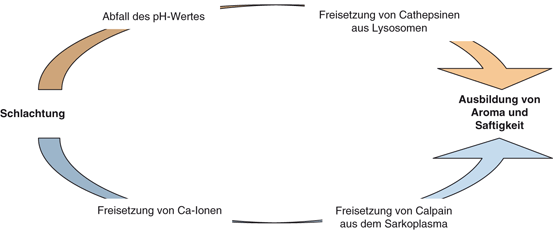 Fleisch Und Wurstwaren Springerlink