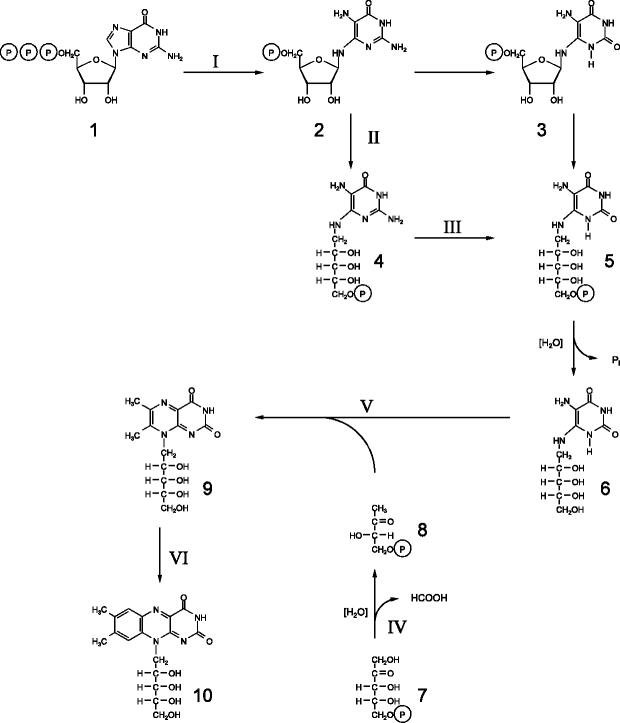 Production of Vitamin B2 and a Polyunsaturated Fatty Acid by Fungi