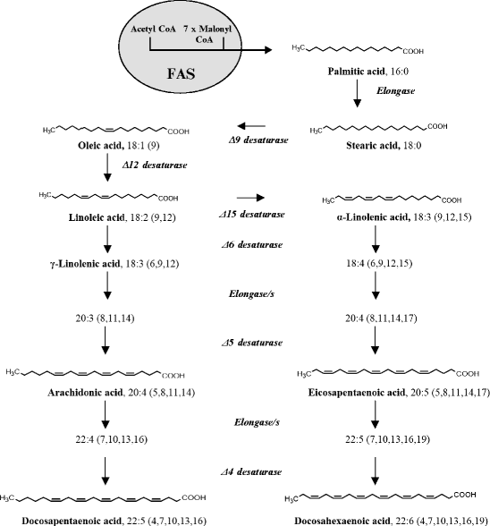 Production of Vitamin B2 and a Polyunsaturated Fatty Acid by Fungi
