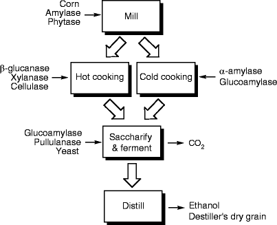 Industrial Applications of Fungal Enzymes | SpringerLink