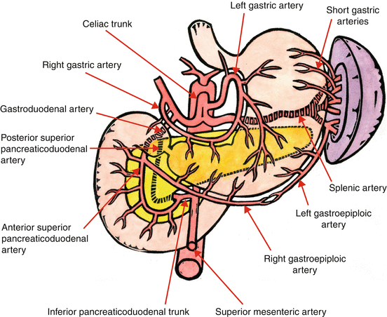 Stomach Duodenum Normal Anatomy, Function and Congenital Anomalies ...