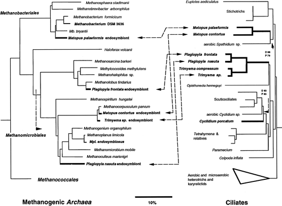 Free Living Protozoa With Endosymbiotic Methanogens Springerlink