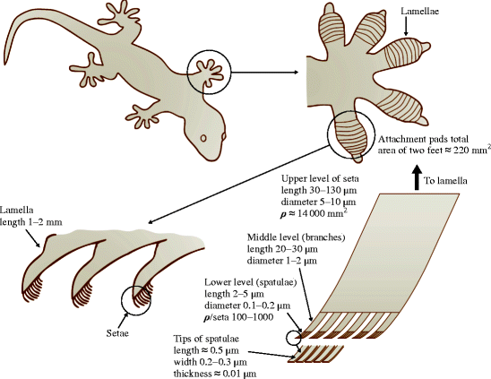 Gecko Feet: Natural Hairy Attachment Systems for Adhesion SpringerLink