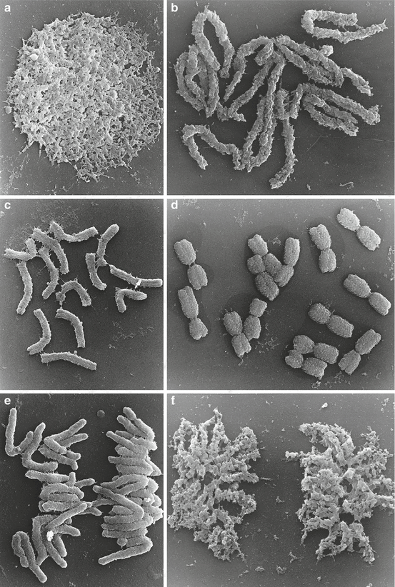 The Structure And Ultrastructure Of The Cell | SpringerLink The Structure And Ultrastructure Of The Cell | SpringerLink