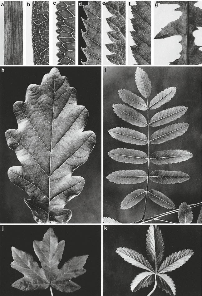 point leafs soft thorns vegetable identification point leafs soft thorns vegetable identification
