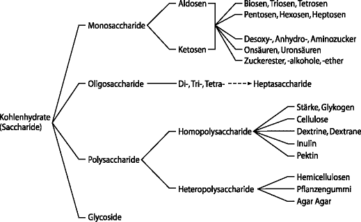 Kohlenhydrate Springerlink