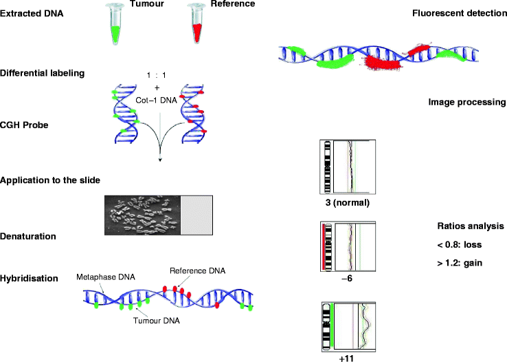 Comparative Genomic Hybridisation (CGH) SpringerLink