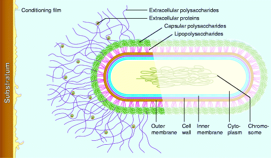 Get Unsolved Problems In Ecology Table Of Contents Pictures